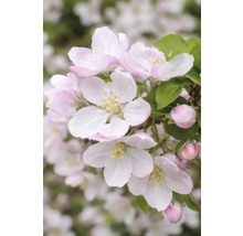 Flori de măr cu petale