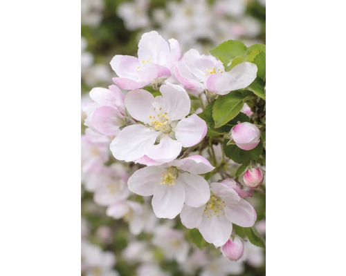 Flori de măr cu petale