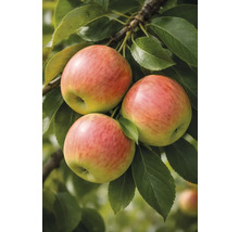 Trei mere pe ramură cu frunze verzi