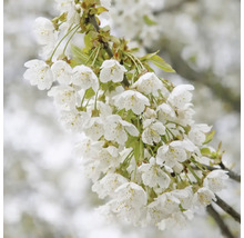 Ramură de cireș înflorită cu flori albe