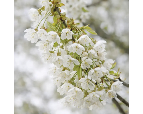 Ramură de cireș înflorită cu flori albe