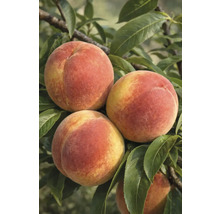 Prim-plan cu piersici în pom cu frunze