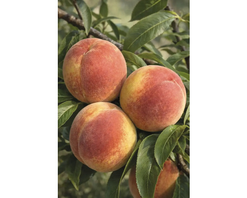 Prim-plan cu piersici în pom cu frunze