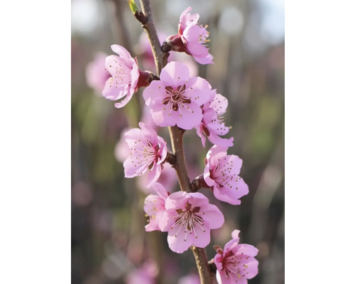 Ramură cu flori roz