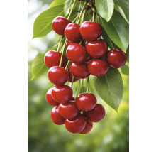 Cireșe coapte cu frunze pe o ramură