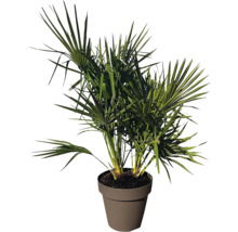 Palmier de cânepă în ghiveci ca plantă de apartament