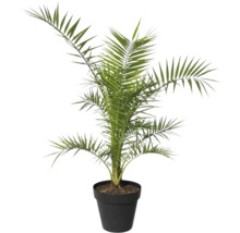 Curmal în ghiveci ca plantă de interior