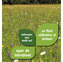Pajiște cu flori sălbatice și ierburi, înflorire pe mai mulți ani și ușor de întreținut.