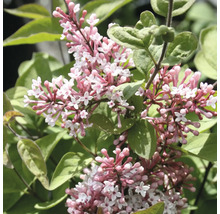 Plan apropiat cu un liliac pitic Syringa meyeri Palibin înflorit, cu panicule de flori roz-albe și frunze verzi.