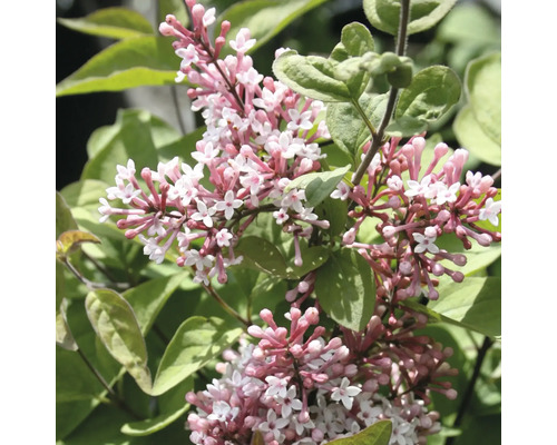 Plan apropiat cu un liliac pitic Syringa meyeri Palibin înflorit, cu panicule de flori roz-albe și frunze verzi.