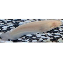 Somn albino înotând într-un acvariu deasupra pietrișului.