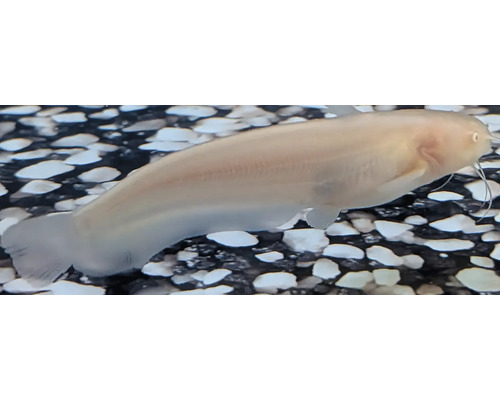 Somn albino înotând într-un acvariu deasupra pietrișului.