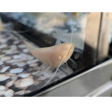 Pește de acvariu sanitar albino cu mustăți lungi într-un acvariu