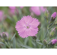 Garofițe FloraSelf Dianthus caryophyllus ghiveci Ø 13 cm