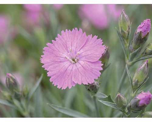 Garofițe FloraSelf Dianthus caryophyllus ghiveci Ø 13 cm