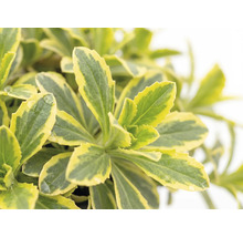 FloraSelf Arabis ferdinandi-coburgii 'Variegata' ghiveci Ø 13 cm