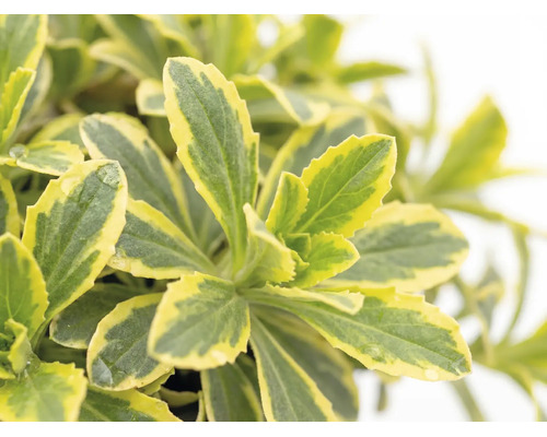 FloraSelf Arabis ferdinandi-coburgii 'Variegata' ghiveci Ø 13 cm