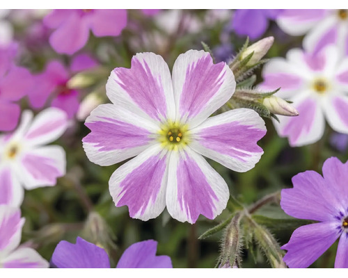Brumărele FloraSelf Phlox subulata 'Twins' ghiveci Ø 13 cm | HORNBACH