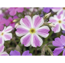 Brumărele FloraSelf Phlox subulata 'Twins' ghiveci Ø 13 cm