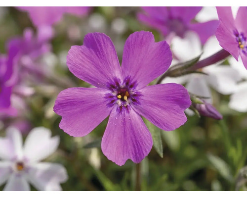 Brumărele FloraSelf Phlox subulata 'Twins' ghiveci Ø 13 cm | HORNBACH