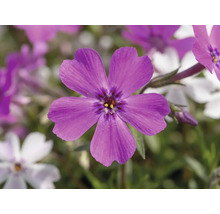 Brumărele FloraSelf Phlox subulata 'Twins' ghiveci Ø 13 cm