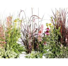 Aranjament bogat de diverse plante de grădină, inclusiv ierburi ornamentale, echinacea și plante cu frunziș decorativ, cum ar fi Heuchera.