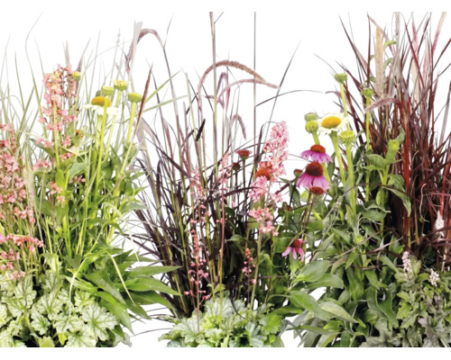 Aranjament bogat de diverse plante de grădină, inclusiv ierburi ornamentale, echinacea și plante cu frunziș decorativ, cum ar fi Heuchera.