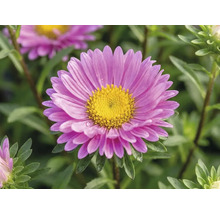 FloraSelf Aster dumosus 'Pink Topas' ghiveci Ø 17 cm