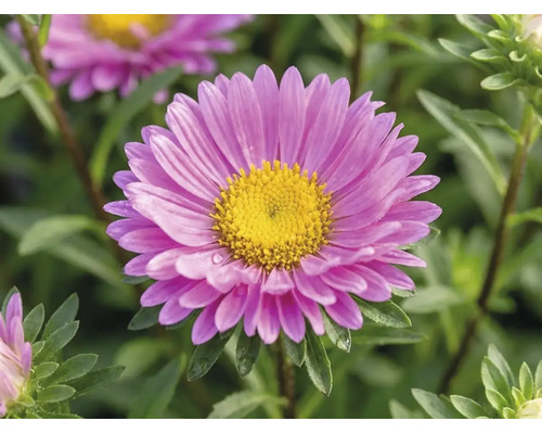 FloraSelf Aster dumosus 'Pink Topas' ghiveci Ø 17 cm