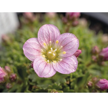 Ochiul șoarecelui FloraSelf Saxifraga arendsii ghiveci Ø 13 cm
