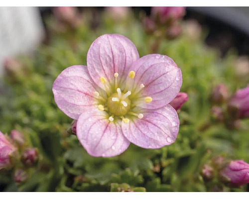 Ochiul șoarecelui FloraSelf Saxifraga arendsii ghiveci Ø 13 cm