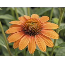 Echinacea FloraSelf Echinacea-Cultivars 'Mooodz Sympathy' ghiveci Ø 19 cm