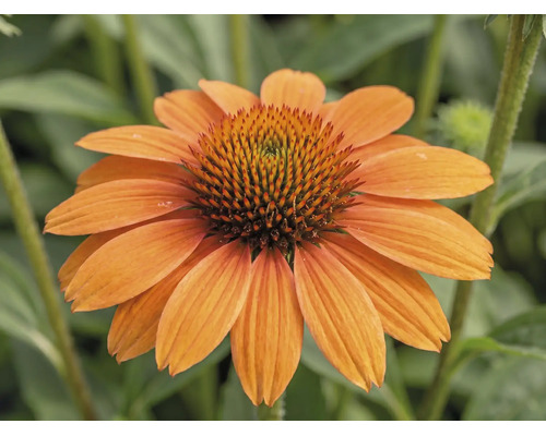 Echinacea FloraSelf Echinacea-Cultivars 'Mooodz Sympathy' ghiveci Ø 19 cm