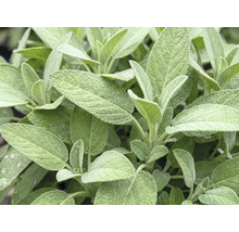 Salvie FloraSelf Salvia nemerosa H 10-25 cm ghiveci Ø 19 cm