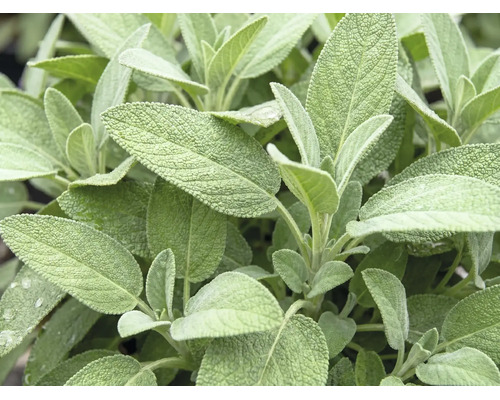 Salvie FloraSelf Salvia nemerosa H 10-25 cm ghiveci Ø 19 cm