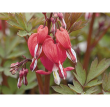 Cerceii Doamnei FloraSelf Dicentra spectabilis 'Valentine Red' H 10-25 cm ghiveci Ø 17 cm