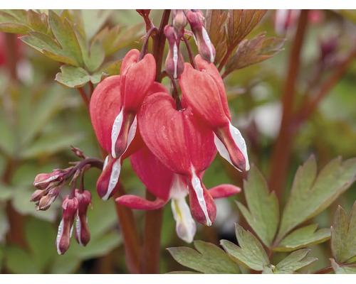 Cerceii Doamnei FloraSelf Dicentra spectabilis 'Valentine Red' H 10-25 cm ghiveci Ø 17 cm