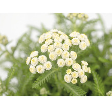 Coada șoricelului FloraSelf Achillea millefolium 'Desert Eve' ghiveci Ø 19cm