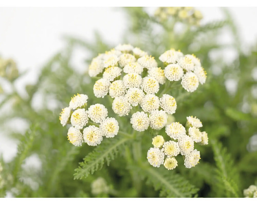 Coada șoricelului FloraSelf Achillea millefolium 'Desert Eve' ghiveci Ø 19cm
