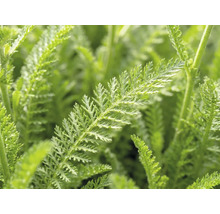 Coada șoricelului FloraSelf Achillea millefolium 'Desert Eve' ghiveci Ø 19cm
