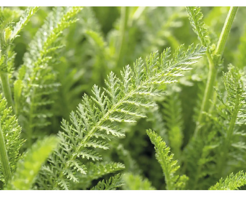Coada șoricelului FloraSelf Achillea millefolium 'Desert Eve' ghiveci Ø 19cm