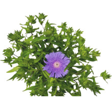 Stokesia laevis cu floare violetă și boboci verzi
