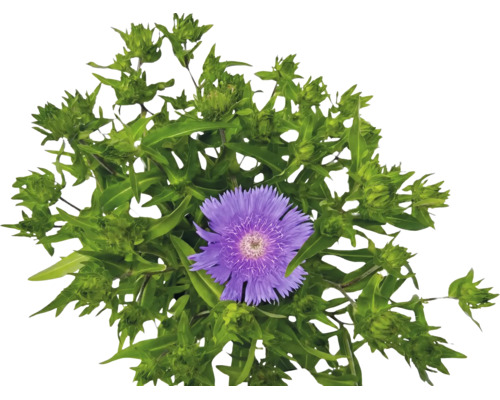 Stokesia laevis cu floare violetă și boboci verzi