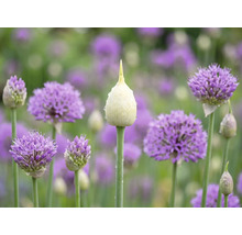 Ceapă ornamentală Allium în diferite stadii de înflorire, cu un boboc ascuțit cu picături de apă și flori mov sferice în grădină.