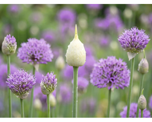 Ceapă ornamentală Allium în diferite stadii de înflorire, cu un boboc ascuțit cu picături de apă și flori mov sferice în grădină.