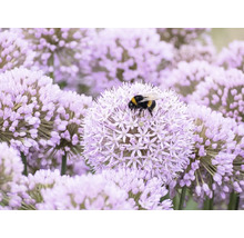 Un bondar colectează nectar de pe o floare rotundă de ceapă ornamentală violetă într-o grădină.