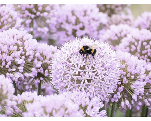 Un bondar colectează nectar de pe o floare rotundă de ceapă ornamentală violetă într-o grădină.