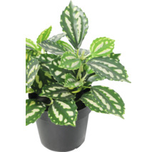 Plantă de interior Pilea cadierei cu frunze verde-argintii în ghiveci de plastic negru.