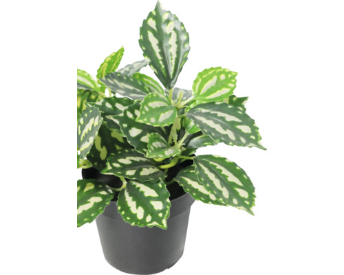 Plantă de interior Pilea cadierei cu frunze verde-argintii în ghiveci de plastic negru.