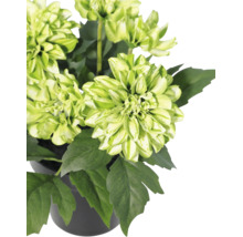 Plantă cu flori de culoare verde-alb și frunze de un verde închis într-un ghiveci negru.